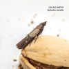 Pantry Pure™️ Moth Trap