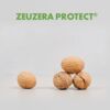 Zeuzera Protect®