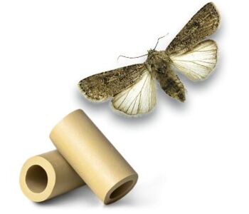Agrotis segetum lures