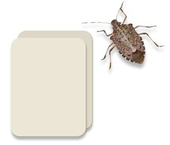 Halyomorpha halys lure