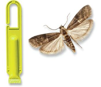 Euzophera Protect®