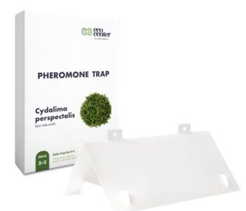 Cydalima perspectalis Delta Paper Trap kit 5+5