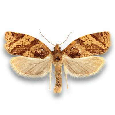Momeala pentru Adoxophyes orana