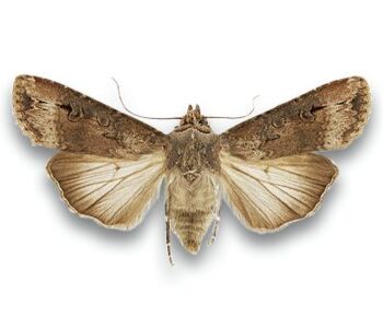 Agrotis segetum