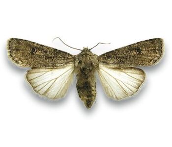 Agrotis segetum