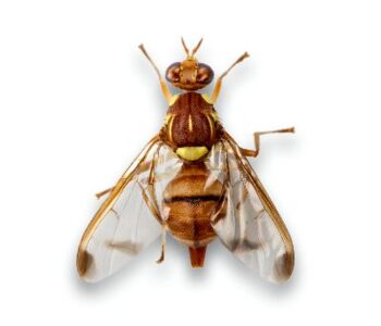 Bactrocera cucurbitae