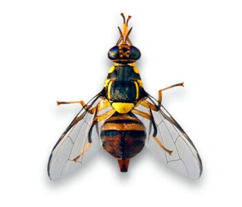 Bactrocera dorsalis