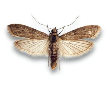 Cadra cautella