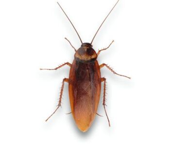 Cockroaches lures