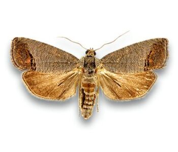 Cydia pomonella