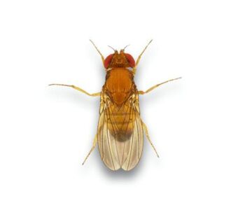 Drosophila suzukii