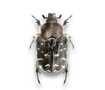 Epicometis (tropinota) hirta