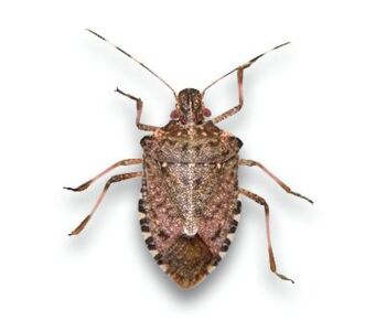 Halyomorpha halys