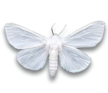 Hyphantria cunea