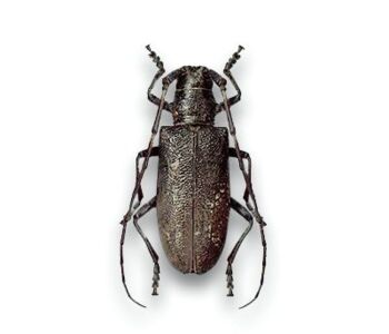 Monochamus spp.