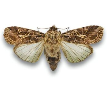 Spodoptera litura