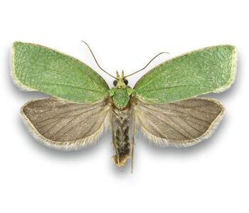 Tortrix viridana