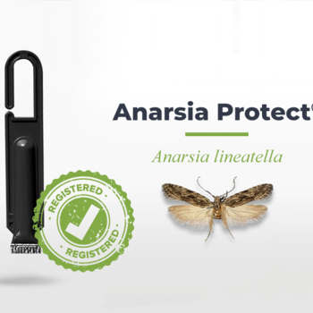 NEW! Anarsia Protect® – officially registered phytosanitary product in the Republic of Moldova