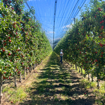 Integrated Eco Center Solutions Implemented in the Orchard of Prodcar SRL in Telenesti
