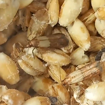 ECO Strategies Against Pantry Moths!