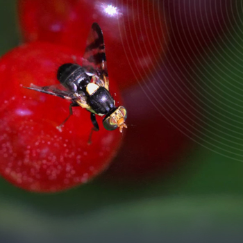 The effect of traps with attractants in cherry and sour cherry orchards
