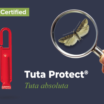 A Safe and Effective Solution Against Tuta absoluta – Tuta Protect™ now EU Registered